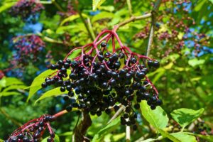 Blog 3: Facts About Elderberry