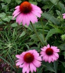 Blog 9: What to Do With Echinacea