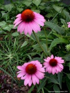 Blog 9: What to Do With Echinacea