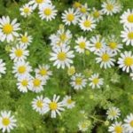 Blog 15: Calming Chamomile