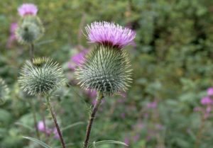 Blog 21: What To Do With Milk Thistle