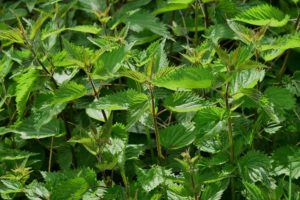 Blog 27: Nettles