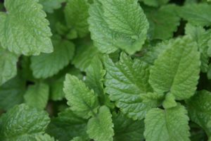 Blog 39: How to Use Lemon Balm