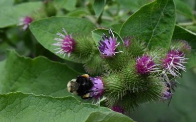 Blog 51: Burdock