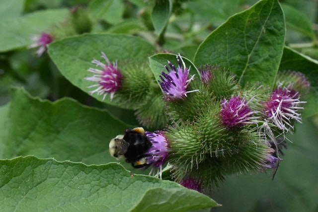 Blog 51: Burdock