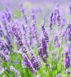 Blog 69: Lavender Is a Lovely Herb