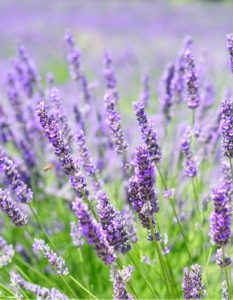 Blog 69: Lavender Is a Lovely Herb