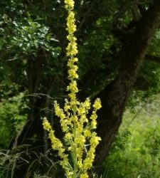 Blog 87 Marvelous Mullein