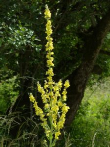 Blog 87 Marvelous Mullein