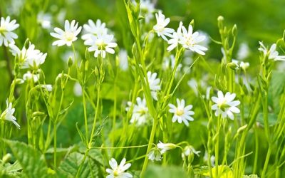 Blog 123 Chickweed