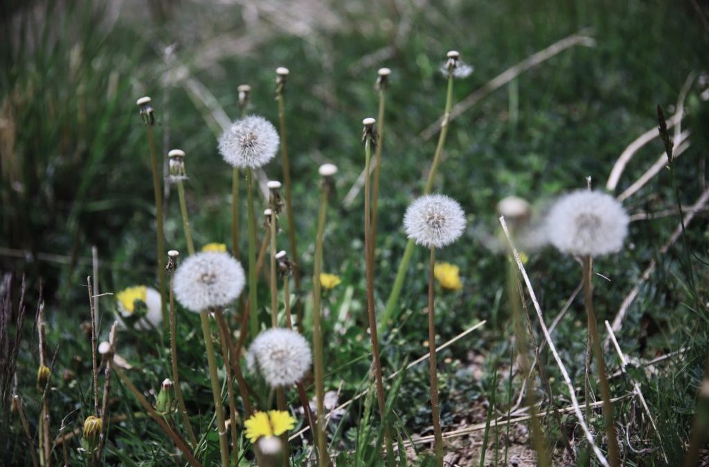 Blog 129 The Benefits of Dandelion