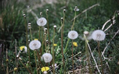 Blog 129 The Benefits of Dandelion