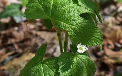 Blog 135 Goldenseal