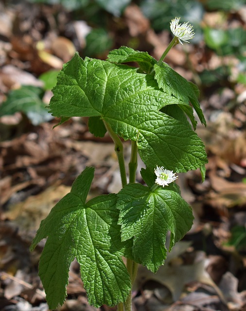 Blog 135 Goldenseal