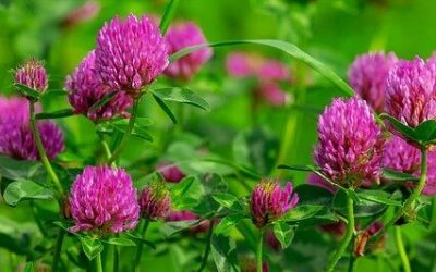 Blog 160 Red Clover