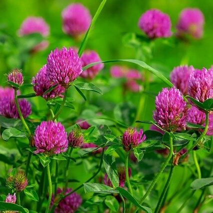 Blog 160 Red Clover