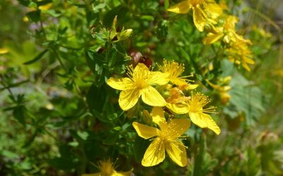 Blog 166 St John’s Wort