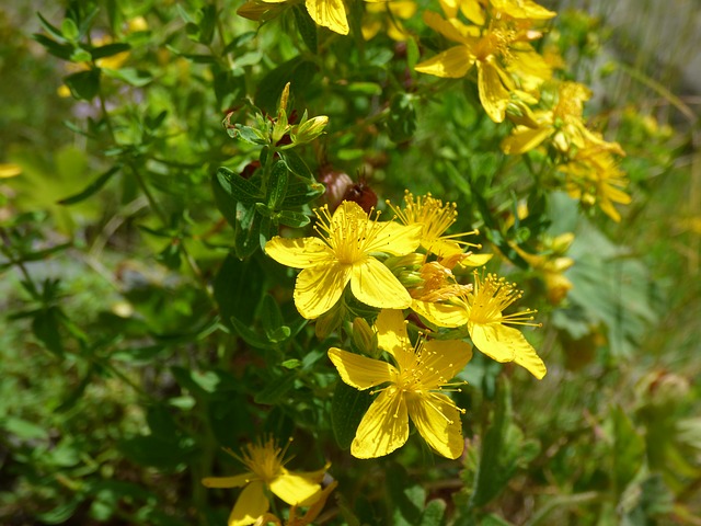 Blog 166 St John’s Wort