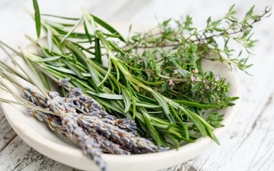 Blog 214 Exploring the Healing Power of Biblical Herbs