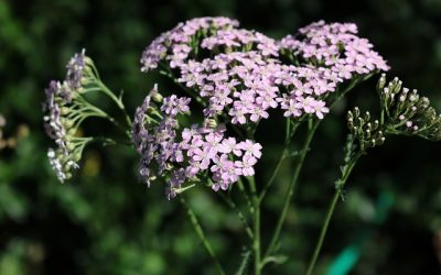 Blog 178 Yarrow