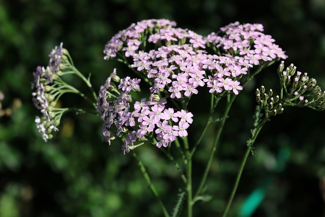 Blog 178 Yarrow