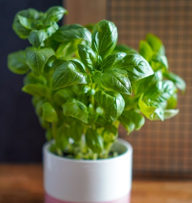 Blog 202 Can Herbs Grow Indoors?