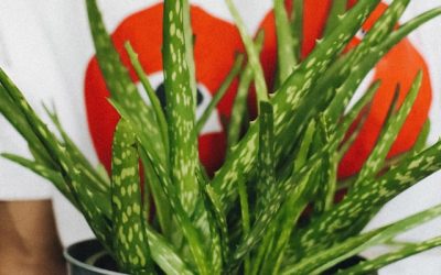 Blog 226 Houseplants That Clean the Air and Boost Oxygen