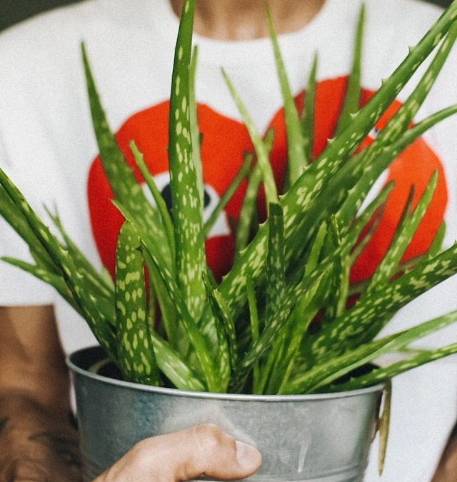 Blog 226 Houseplants That Clean the Air and Boost Oxygen