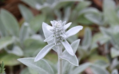 Blog 232 Easy Ways to Use Lamb’s Ear