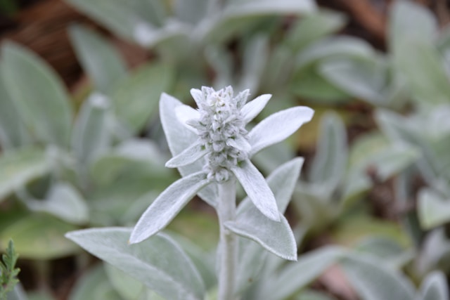 Blog 232 Easy Ways to Use Lamb’s Ear