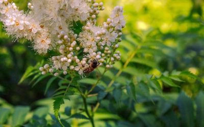 Blog 238 Discover the Benefits of Meadowsweet