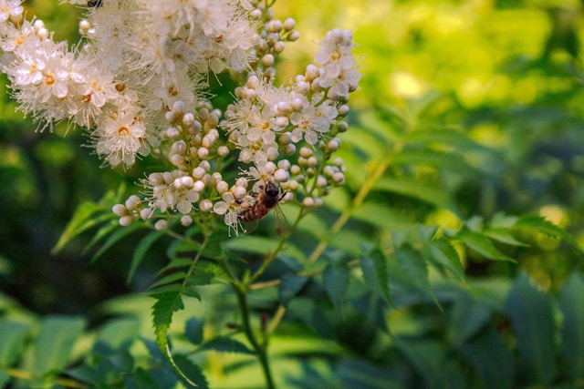 Blog 238 Discover the Benefits of Meadowsweet