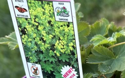 Blog 244 Lady’s Mantle: The Herb You Didn’t Know You Needed