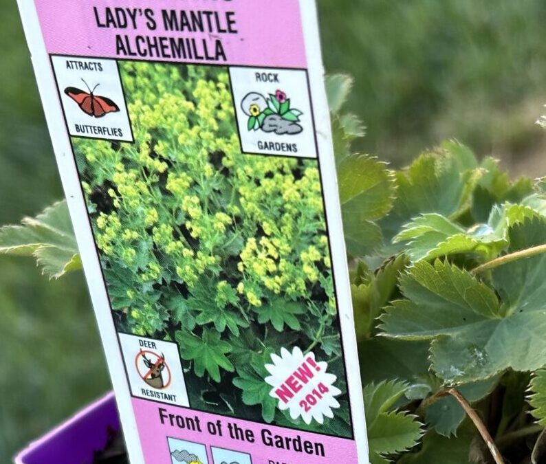 Blog 244 Lady’s Mantle: The Herb You Didn’t Know You Needed
