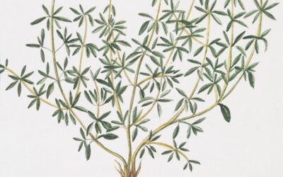 Blog 250 Amazing Health Benefits of Thyme You Didn’t Know About