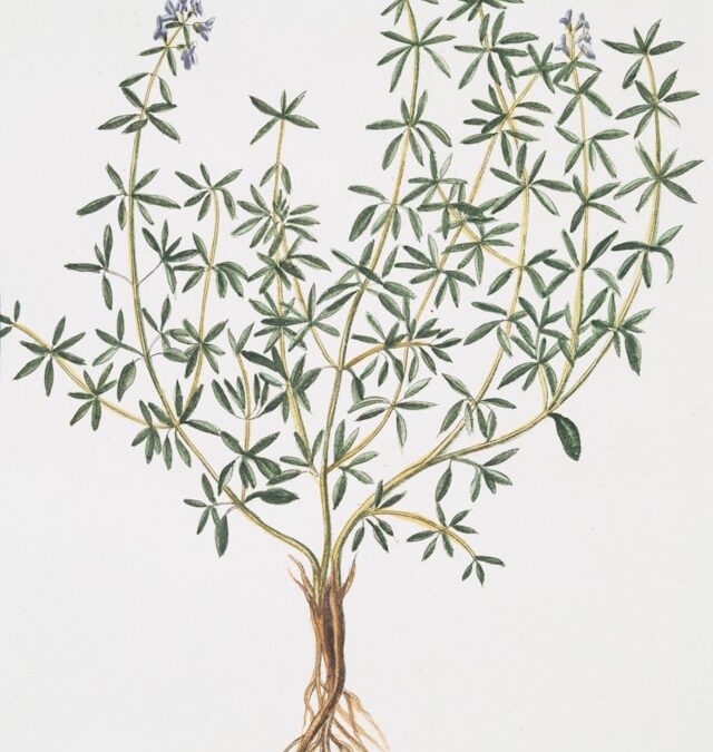 Blog 250 Amazing Health Benefits of Thyme You Didn’t Know About