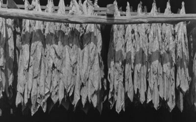 Blog 257 “Nicotine: Villain, Medicine, or Counterfeit Comfort? Guest Post by Joylin Syme, Certified Family Herbalist