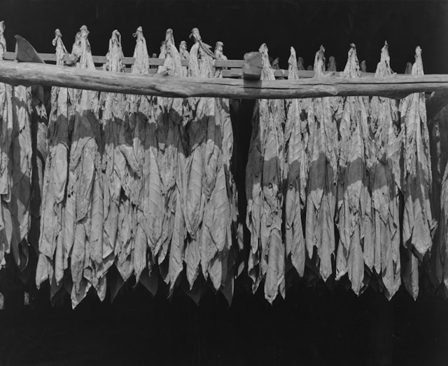 Blog 257 “Nicotine: Villain, Medicine, or Counterfeit Comfort? Guest Post by Joylin Syme, Certified Family Herbalist