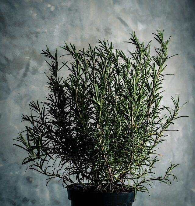 Blog 262 Rosemary’s Secret Benefits