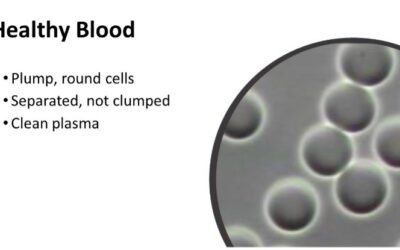 Blog 276 Healthy Blood: Understanding Blood Analysis with Guest Expert Julie Formby.