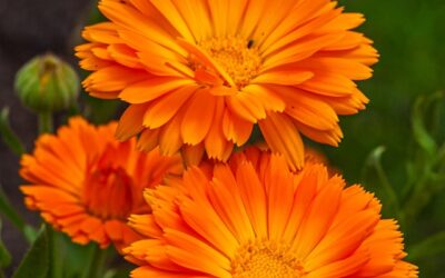 Blog 274 Calendula Deserves a Spot in Your Herbal Toolbox