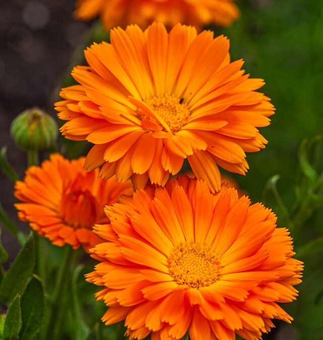 Blog 274 Calendula Deserves a Spot in Your Herbal Toolbox