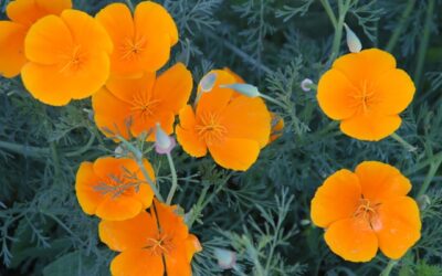 Blog 280 California Poppy Supports Relaxation
