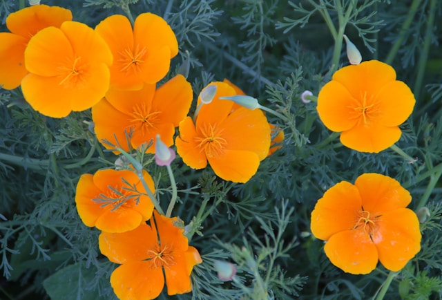 Blog 280 California Poppy Supports Relaxation