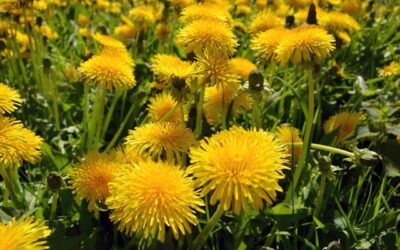Blog 279 Nutritive Herbs