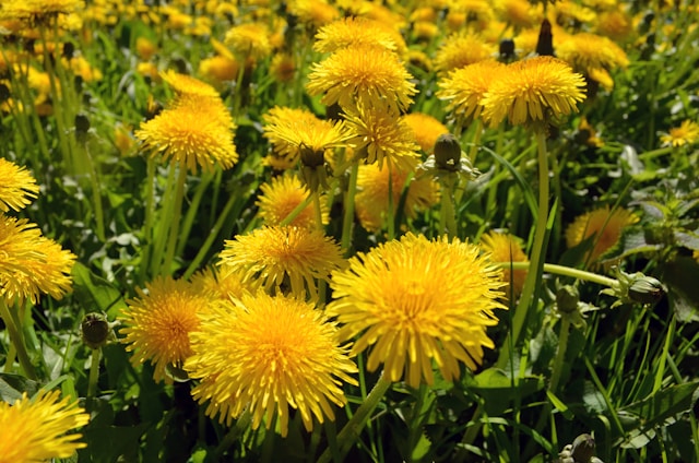 Blog 279 Nutritive Herbs